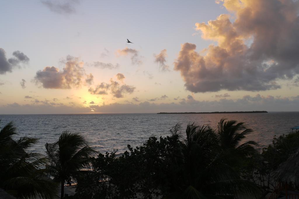 Green Parrot Beach Houses And Resort Placencia Exterior foto